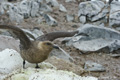 South Polar Skua