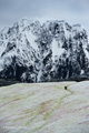 Lone Gentoo Penguin on Trail Through the Snow