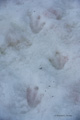 Gentoo Penguin Footprints in Snow