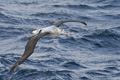 Wandering Albatross in Flight