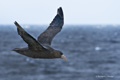 Southern Giant Petrel in Flight