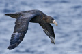 Southern Giant Petrel in Flight