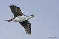 Imperial (King) Shag in Flight