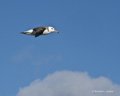 Immature Black-Browed Albatross in Flight