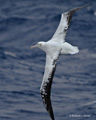 Wandering Albatross in Flight