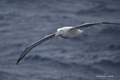 Wandering Albatross in Flight