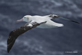 Wandering Albatross in Flight