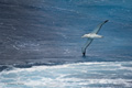 Wandering Albatross in Flight