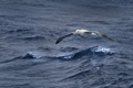 Wandering Albatross in Flight