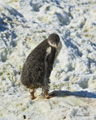 Gentoo Penguin Chick