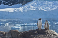 Gentoo Penguin and Chick at Neko Harbor