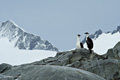 Pair of Blue-Eyed Shags in Crystal Sound