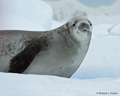 Weddell Seal