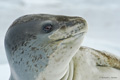 Leopard Seal