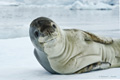 Leopard Seal