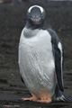 Gentoo Penguin