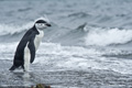 Chinstrap Penguin