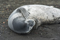 Weddell Seal