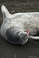 Weddell Seal Yawning