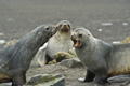 Antarctic Fur Seals at Whaler's Bay