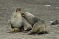 Young Antarctic Fur Seals Sparring