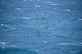 Cape Petrels (Pintado)