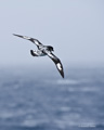 Cape Petrel