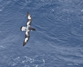 Cape Petrel