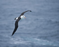 Black-Browed Albatross