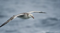 Northern Giant Petrel