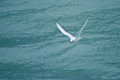 Snow Petrel