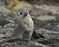 Antarctic Fur Seal Pup