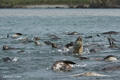 Antarctic Fur Seal Pups Swimming