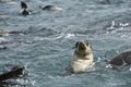 Antarctic Fur Seal Pups Swimming