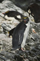 Macaroni Penguin