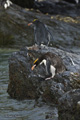 Macaroni Penguin