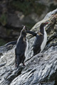 Macaroni Penguins