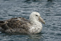 Southern Giant Petrel