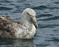 Southern Giant Petrel