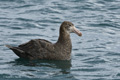 Northern Giant Petrel