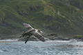 Northern Giant Petrel