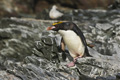 Macaroni Penguin