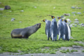 Antarctic Fur Seal Pup and King Penguins