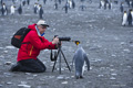 King Penguin