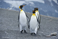 King Penguins