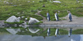 King Penguins