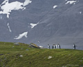 King Penguins