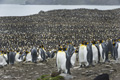 King Penguins