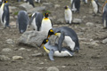 King Penguins Copulating