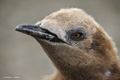 King Penguin Chick